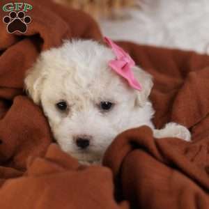 Brianna, Bichon Frise Puppy